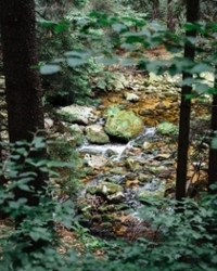Image of small waterfall in the forest